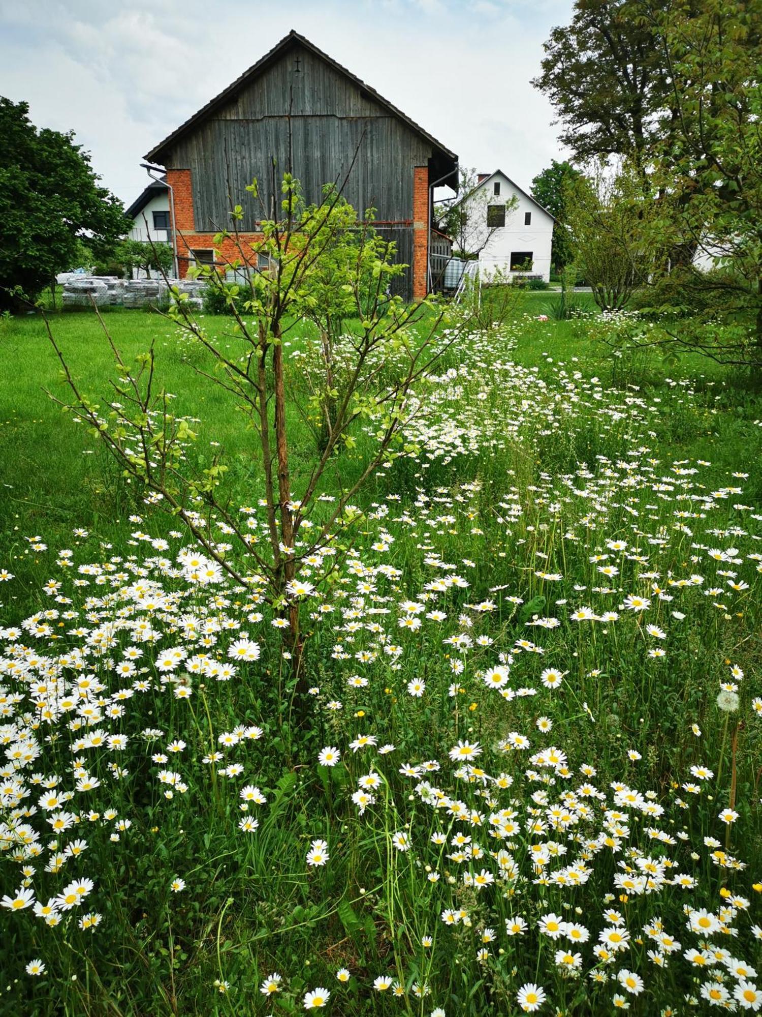 Merikotka - A Cozy Wooden Cottage, Slovenia Braslovce Exteriör bild